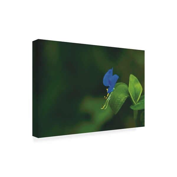 Kurt Shaffer Photographs 'Blue And Green, A Profile In Nature' Canvas Art,22x32